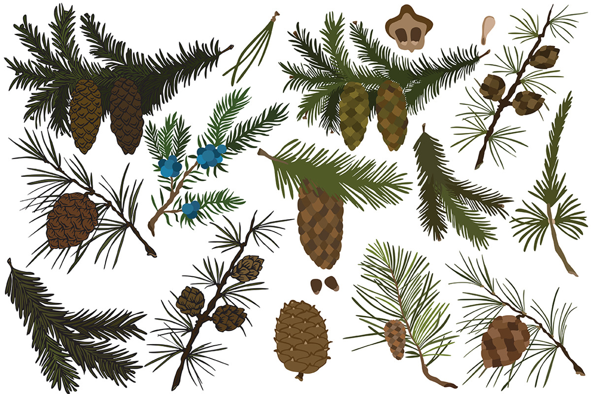Vector fir branches, an Illustration by risovanya (Photo 3 of 4)