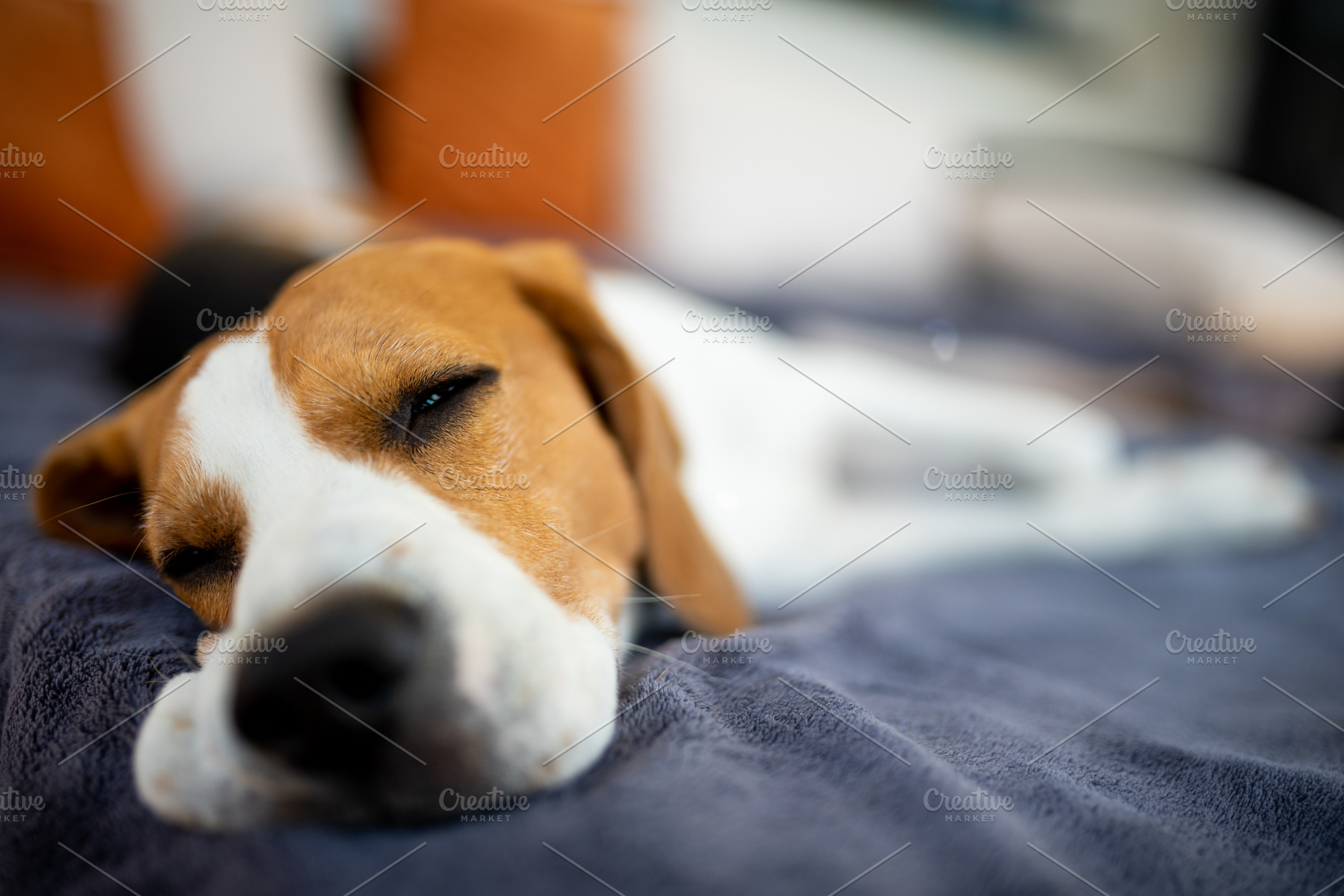 Beagle dog lying down in shade, an Animal Photo by MadPhotos