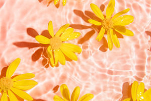 Yellow daisy in pink pool water