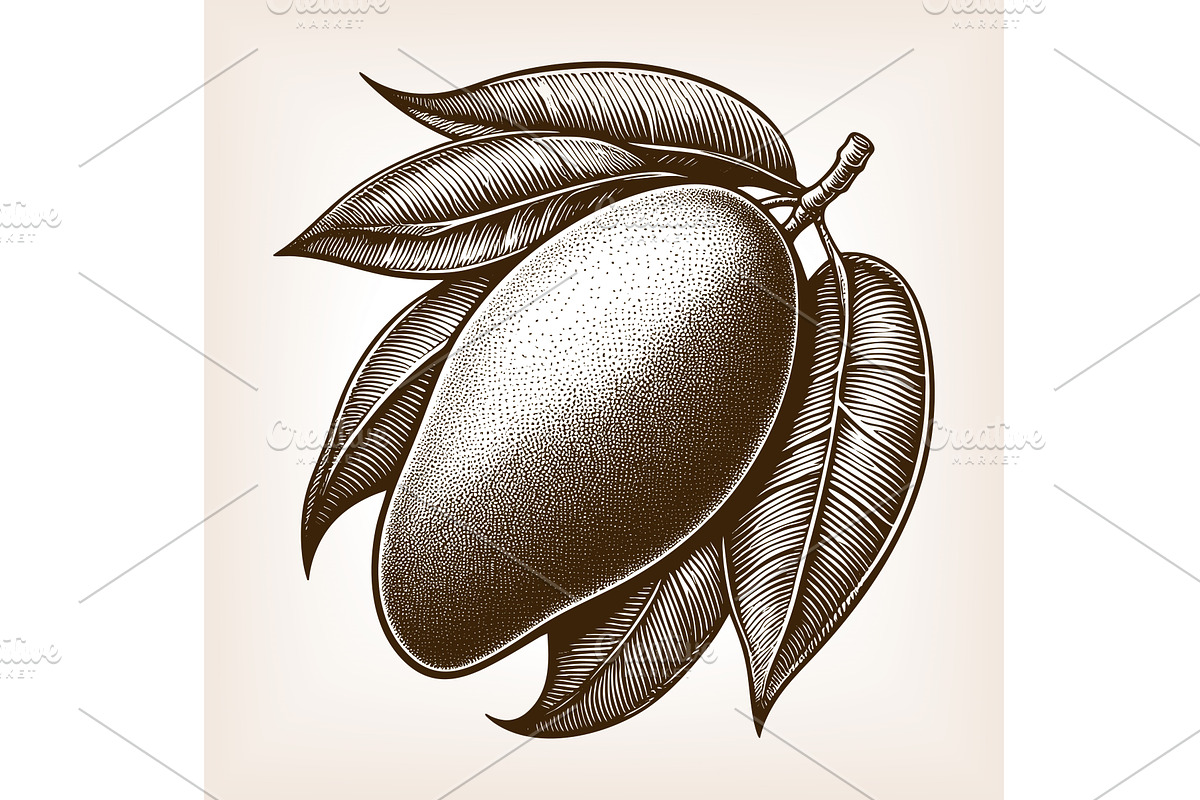 mango fruit with leaves engraving, a Food Illustration by AlexArt