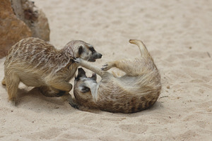 Detailed Wild Meerkat Family Photo, an Animal Photo by René Jordaan Photography