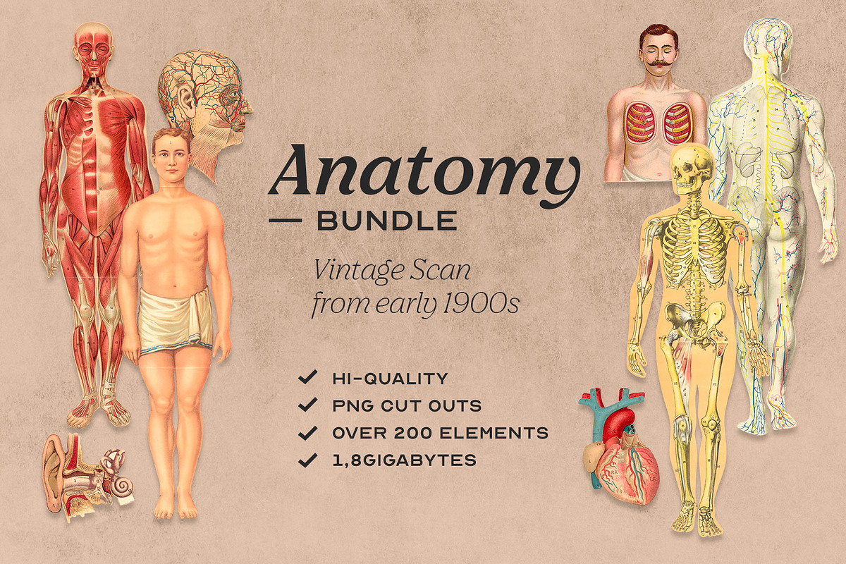 Anatomy Collage Elements 200+, an Illustration by Francesco Stefanini (Photo 1 of 10)