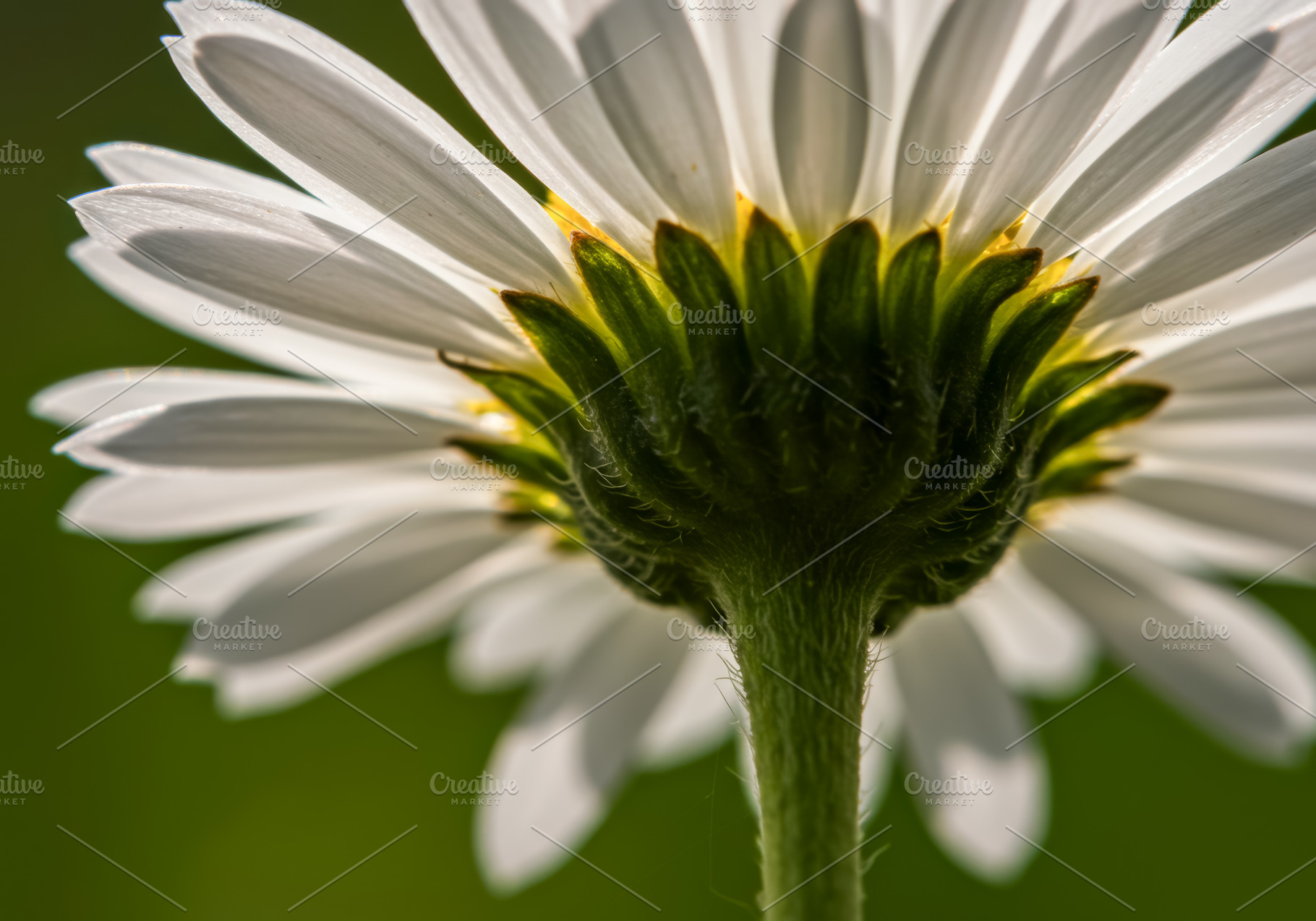 Close-up view of a white daisy flowe, a Nature Photo by professorinc