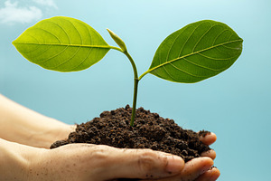 Hands holding soil with green plant against blue sky, a Photo by salmon.black