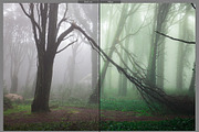 Magic woodland-SUMMER for Lightroom, an Action Add-On by khoroshkov (Thumbnail 4 of 5)