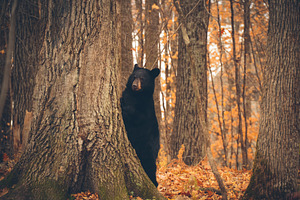 Black Bear Standing By a Tree