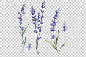 Wild Field Lavender PNG Watercolor