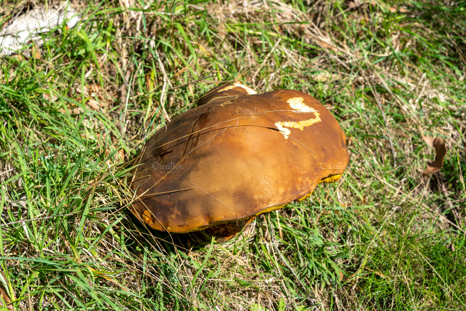 Large wild mushroom growing in grassy field on forest floor, a Nature Photo by GoodGoods