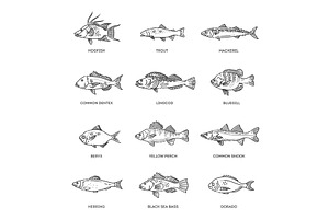 Different types of fish, an Animal Illustration by Tettygreen