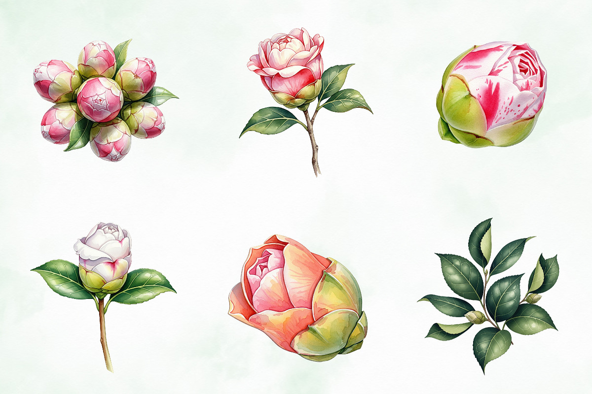 Camellia Flower Bloom PNG Clipart, an Illustration by Creative Art (Photo 5 of 10)