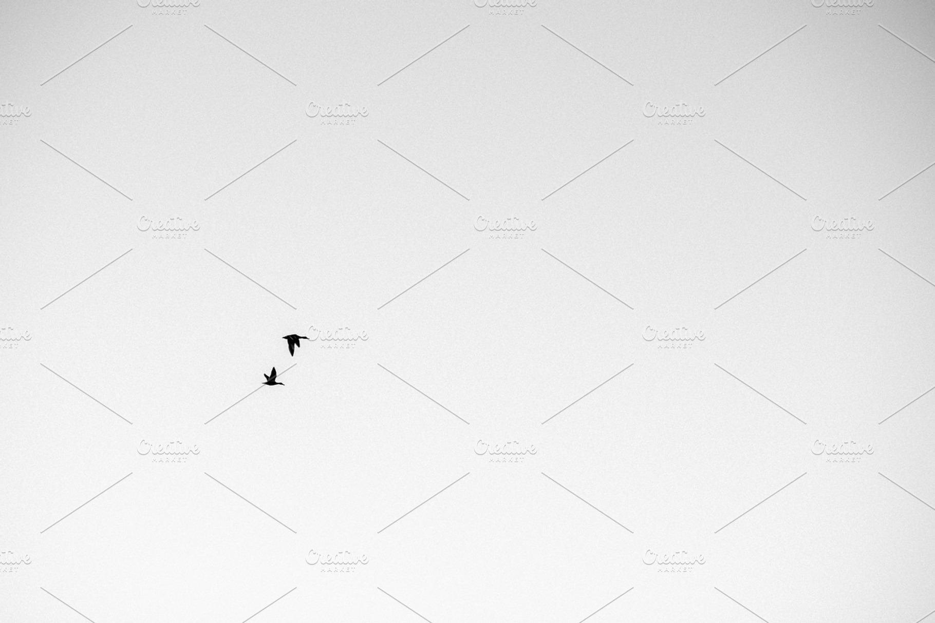Birds Flying in Black & White, a Nature Photo by Stephanie Mikuls