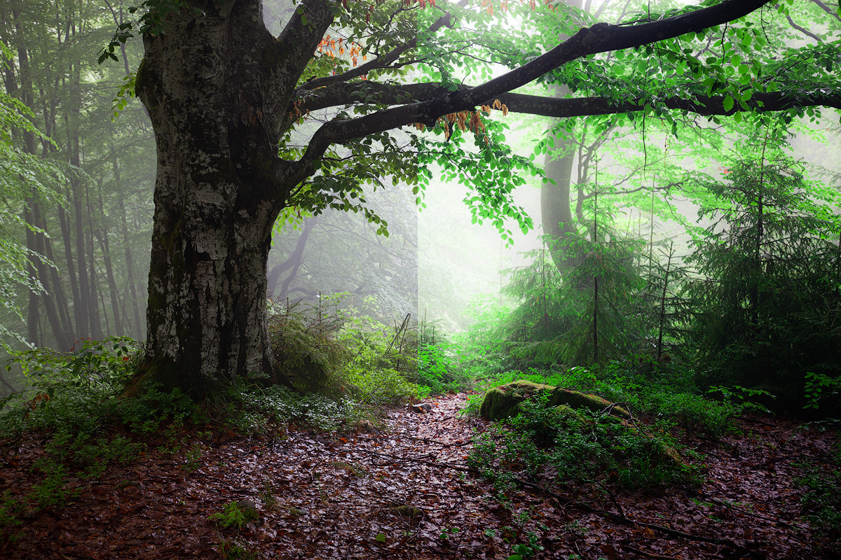 Magic woodland-SUMMER for Lightroom, an Action Add-On by khoroshkov (Photo 2 of 5)
