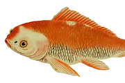 Japanese Koi Images, a Graphic by Digital Vintage (Thumbnail 3 of 7)