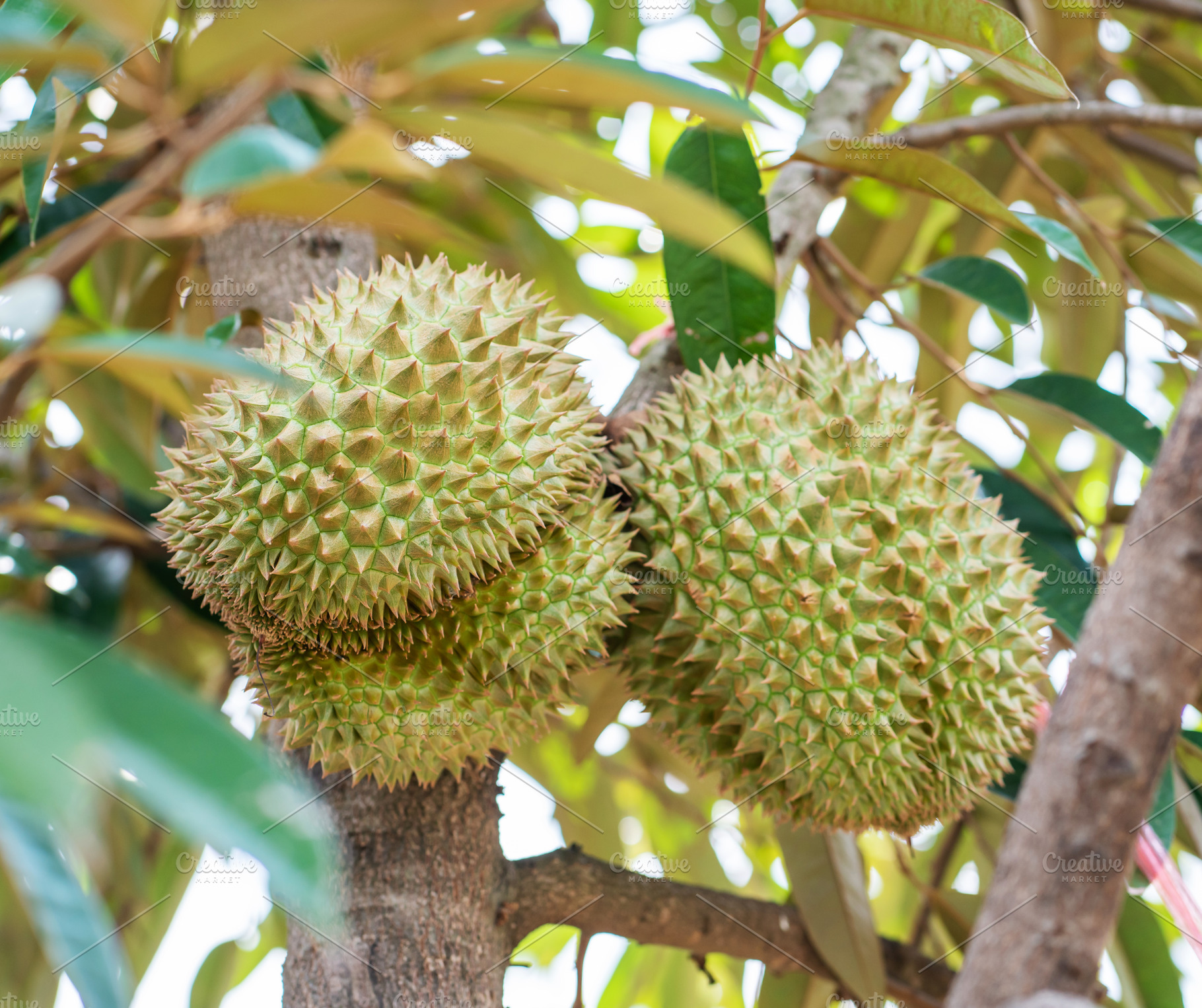 Durians on the durian tree., a Food & Drink Photo by Nednapa