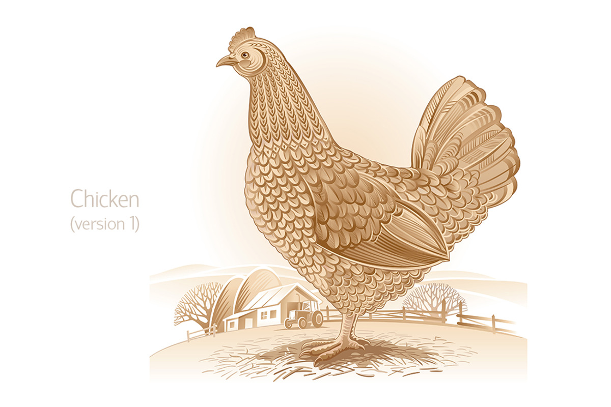 Farm birds set, an Animal Illustration by Countryside life (Photo 2 of 12)