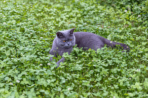 British shorthair cat with amber eye, an Animal Photo by Photo Kaminski