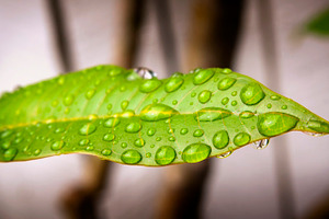 Rain Drops on Leaf, a Nature Photo by THP Creative