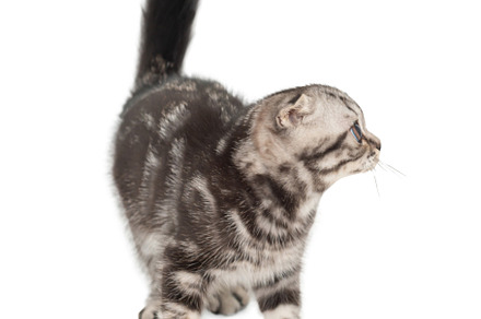 Little kitten Scottish fold cat