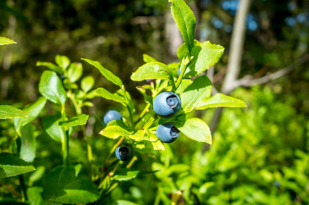 European Blueberry - bilberry - closeup view, a Nature Photo by GoodGoods