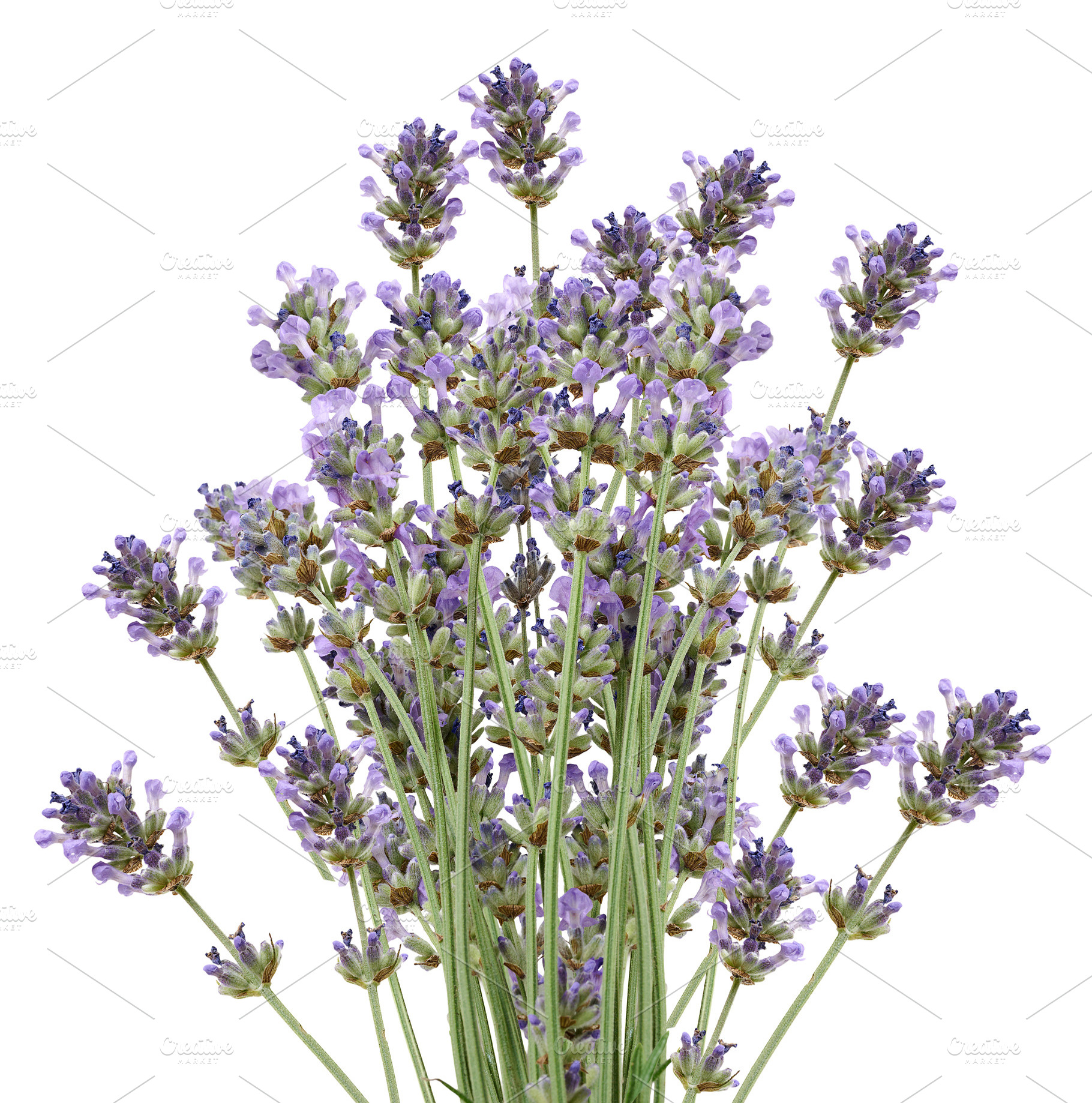 A lush bouquet of blooming purple lavender on green stems on an, a Nature Photo by ndanko
