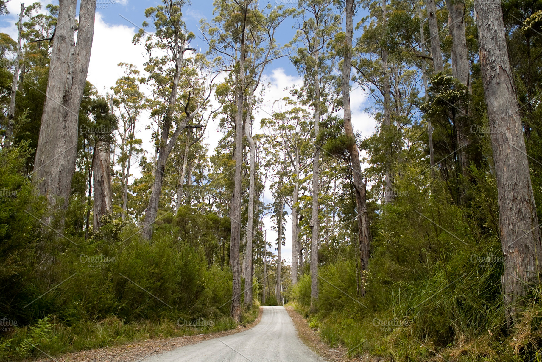 Remote Forest Gravel Road, a Nature Photo by THP Creative