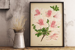 Vintage floral illustration painted