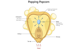 Popping popcorn kernel science, an Illustration by AlexArt