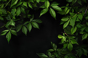 99 Frames of green leaves, a Nature Photo by Handmadefont (Thumbnail 87 of 100)