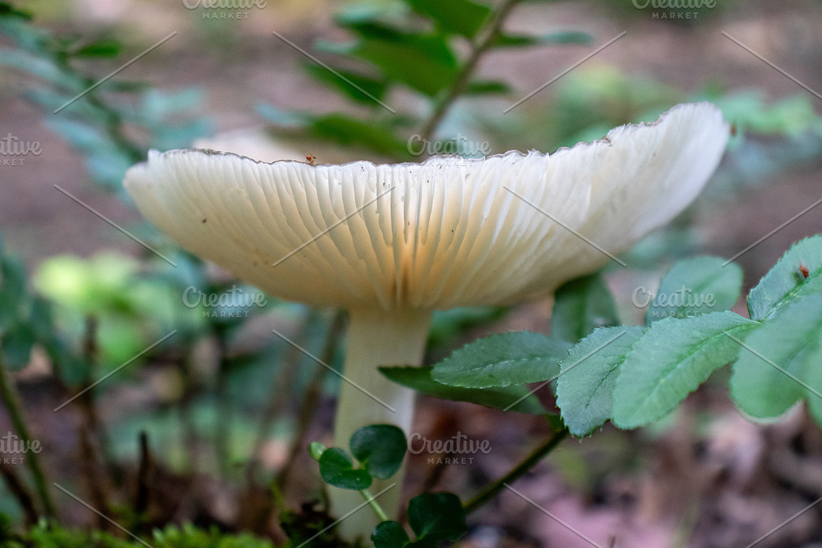 Mushrooms In The Forest Photography, a Nature Photo by Full Circle Design Studio (Photo 24 of 38)