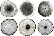 Black tree rings collection, a Decorative Illustration by Handmadefont (Thumbnail 6 of 10)