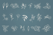 Hand Drawn Botanical Elements, a Decorative Illustration by Solana (Thumbnail 2 of 3)