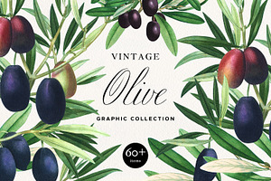 Vintage Olive Graphic Collection