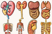 Vector Human Anatomy Clipart, a Person Illustration by Design Scotch (Thumbnail 2 of 9)