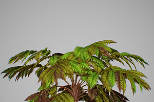 Alsophila Fern Old