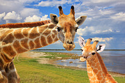 Giraffe Love - Natural African Icon, a Background Photo by Wildlife Wonder (Thumbnail 1 of 2)