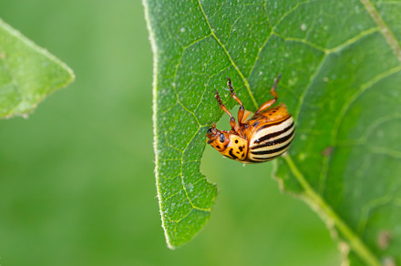 Colorado potato beetle