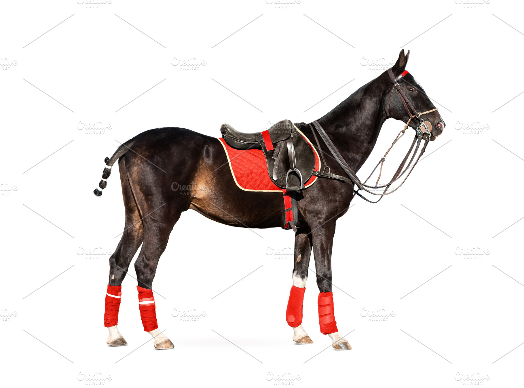 bay polo horse isolated on white, an Animal Photo by Olgait