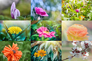 Flower collection 100 photos, a Nature Photo by Vladimir Kazimirov (Thumbnail 5 of 14)