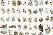 300+ The Birds of Australia, an Animal Illustration by Digital Museum (Thumbnail 5 of 15)