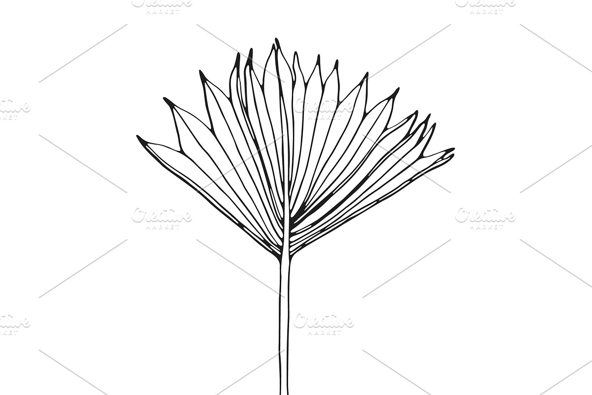 Palm Leaves svg, Botanical png, a Decorative Illustration by Watercolor_Vector Graphic (Photo 17 of 25)