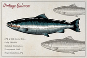 Vintage Salmon Illustration, an Animal Illustration by Kusumaillustration (Thumbnail 2 of 3)