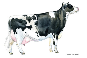 Cow Breeds. Cattle Watercolor Set