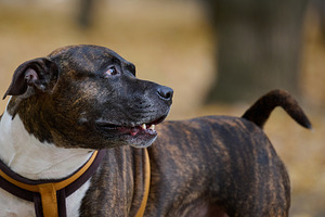 Profile of the muzzle of a brindle-colored Staffordshire Terrier, an Animal Photo by ndanko