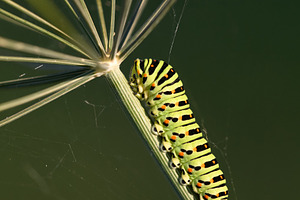 Macro shot of an Old World swallowtail caterpillar crawling up a dill stem. Bri, an Animal Photo by Rohan Photography