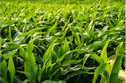 Vibrant green cornfield with dense