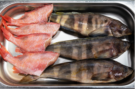 Fresh raw greenling fish and sea, a Food & Drink Photo by Jan Jack Russo Media