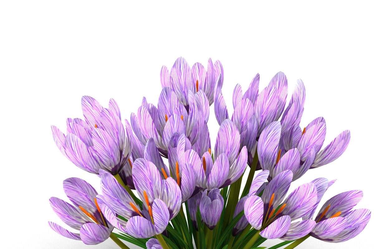 Crocus violet, an Environmental 3D Model by AndrewWhite (Photo 6 of 9)