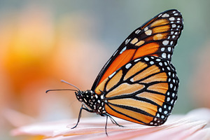 Close-up of a monarch butterfly on a pink leaf, an Animal Photo by AlyaAnd