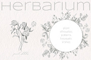 Herbarium. Pencil sketches, a Decorative Illustration by Love Watercolor Store (Thumbnail 1 of 8)
