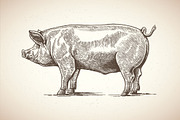 Pigs in graphical style, an Animal Illustration by Countryside life (Thumbnail 7 of 11)